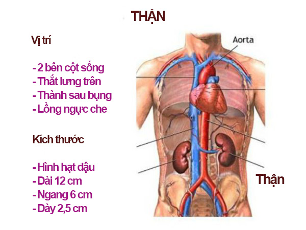 Thận trong y học hiện đại là chỉ cơ quan. Còn tạng Thận của y học cổ đại là mô phỏng toàn bộ hệ thống chi phối cơ thể liên quan đến Thận.